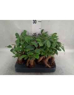 copy of Bonsai Ficus Ginseng