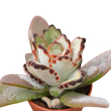 Vendita Pianta Grassa Kalanchoe Tomentosa | MondoPiante