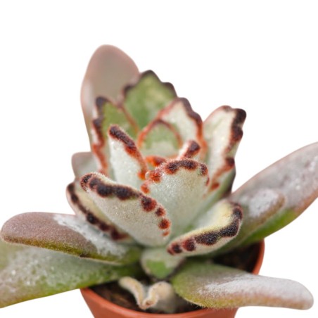 Kalanchoe Tomentosa Plant for Sale-Succulent Plants|Mondo Piante