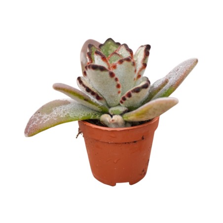 Kalanchoe Tomentosa Plant for Sale-Succulent Plants|Mondo Piante