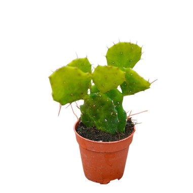 Vendita Opuntia brasiliensis | Il Cactus Albero Tropicale|MondoPiante