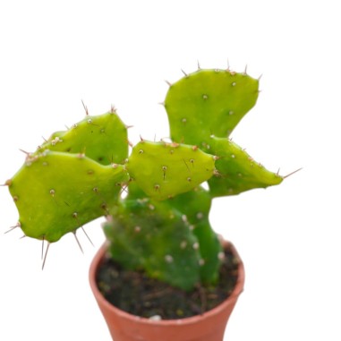 Vendita Opuntia brasiliensis | Il Cactus Albero Tropicale|MondoPiante