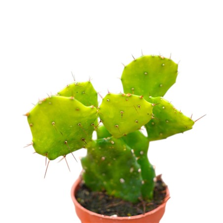 Vendita Opuntia brasiliensis | Il Cactus Albero Tropicale|MondoPiante