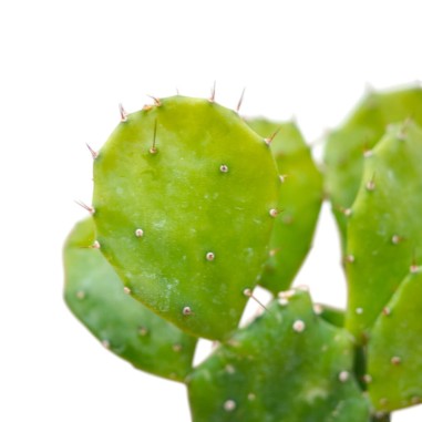 Vendita Opuntia brasiliensis | Il Cactus Albero Tropicale|MondoPiante