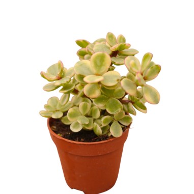 Vendita Portulacaria afra Variegata| Bonsai degli Elefanti|MondoPiante