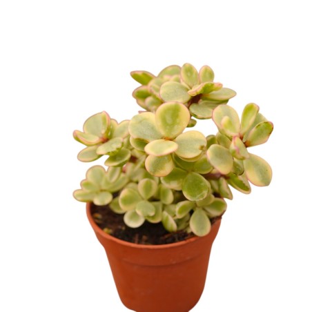 Vendita Portulacaria afra Variegata| Bonsai degli Elefanti|MondoPiante