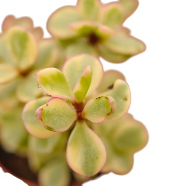 Vendita Portulacaria afra Variegata| Bonsai degli Elefanti|MondoPiante