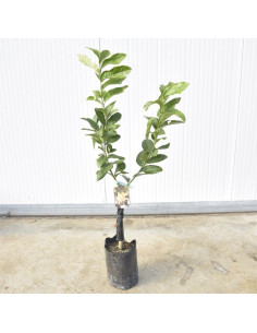 Albero Cedro Mano di Buddha 3 Anni | Mondo Piante