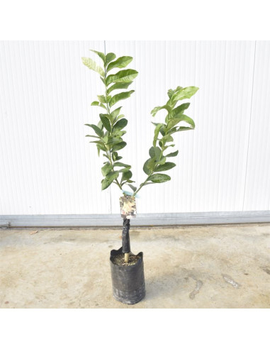 Albero Cedro Mano di Buddha 3 Anni | Mondo Piante
