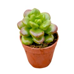 Vendita Sedum lucidum Obesum|La Succulenta Effetto Gloss|MondoPiante