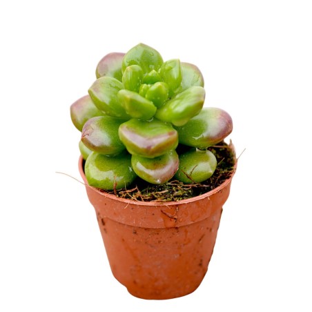 Vendita Sedum lucidum Obesum|La Succulenta Effetto Gloss|MondoPiante