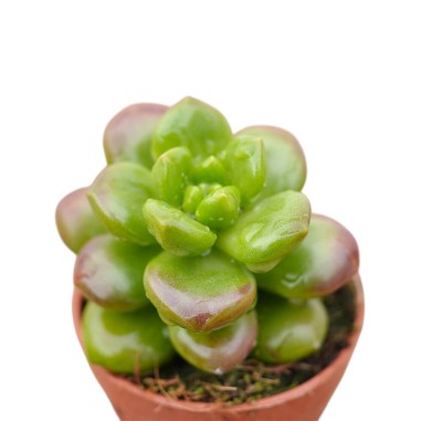 Vendita Sedum lucidum Obesum|La Succulenta Effetto Gloss|MondoPiante