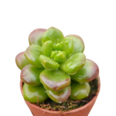 Vendita Sedum lucidum Obesum|La Succulenta Effetto Gloss|MondoPiante