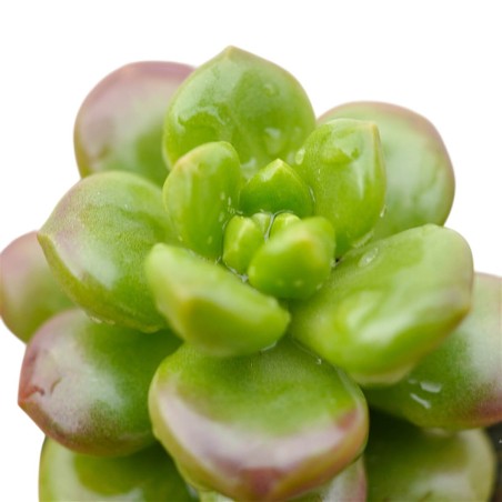 Vendita Sedum lucidum Obesum|La Succulenta Effetto Gloss|MondoPiante