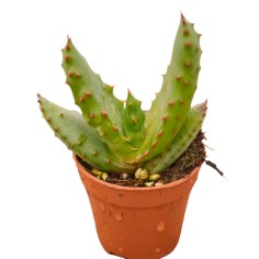 Sale Of Aloe Ferox Plant-Succulent Plants Online | Mondo Piante