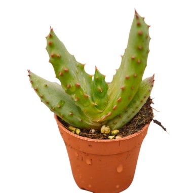 Sale Of Aloe Ferox Plant-Succulent Plants Online | Mondo Piante
