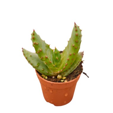Sale Of Aloe Ferox Plant-Succulent Plants Online | Mondo Piante