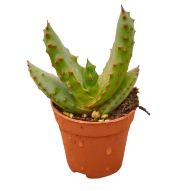 Vendita Aloe marlothii | L'Aloe di Montagna | MondoPiante