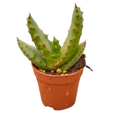 Sale Of Aloe Ferox Plant-Succulent Plants Online | Mondo Piante