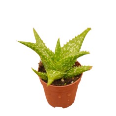 Vendita Aloe rauhii | L'Aloe "Fiocco di Neve" | MondoPiante