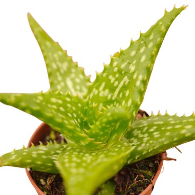 Vendita Aloe rauhii | L'Aloe "Fiocco di Neve" | MondoPiante