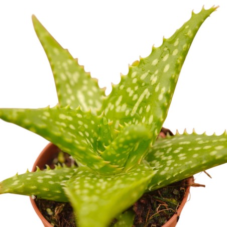 Vendita Aloe rauhii | L'Aloe "Fiocco di Neve" | MondoPiante