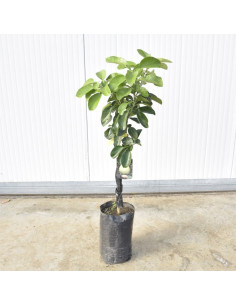 Albero di Pomelo 3 Anni | Mondo Piante