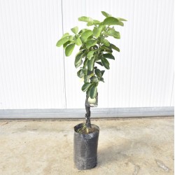 Pomelo tree