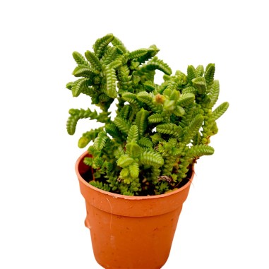 Vendita Pianta Grassa Crassula Muscosa | MondoPiante