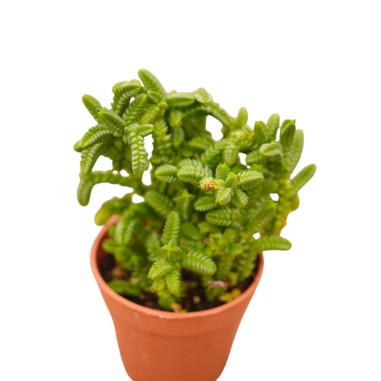 Vendita Pianta Grassa Crassula Muscosa | MondoPiante