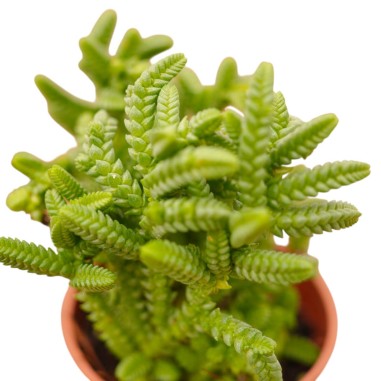 Vendita Pianta Grassa Crassula Muscosa | MondoPiante