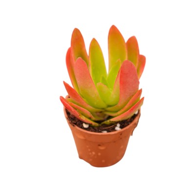 Echeveria Red Plant for Sale-Succulent Plants|Mondo Piante