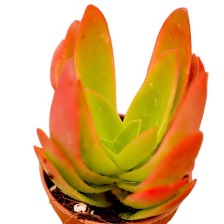 Echeveria Red Plant for Sale-Succulent Plants|Mondo Piante