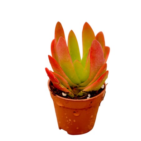Echeveria Red Plant for Sale-Succulent Plants|Mondo Piante