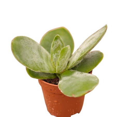 Crassula Falcata Plant for Sale-Succulent Plants|Mondo Piante