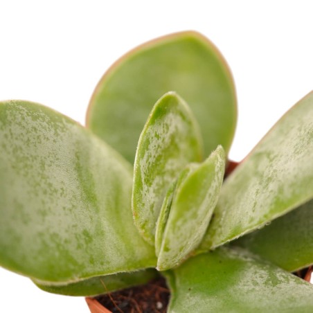 Crassula Falcata Plant for Sale-Succulent Plants|Mondo Piante