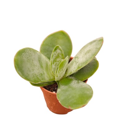 Crassula Falcata Plant for Sale-Succulent Plants|Mondo Piante