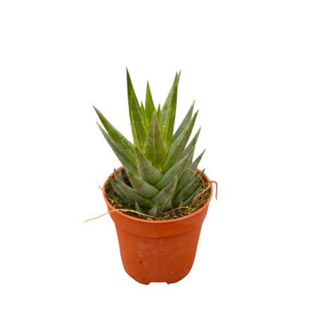 Haworthia Reinwardtii Plant for Sale-Succulent Plants|Mondo Piante