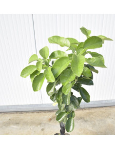 Albero di Pomelo 3 Anni | Mondo Piante 2