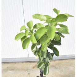 Pomelo tree 2