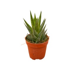 Haworthia Reinwardtii Plant for Sale-Succulent Plants|Mondo Piante