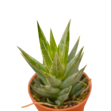 Haworthia Reinwardtii Plant for Sale-Succulent Plants|Mondo Piante