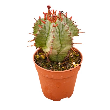 Vendita Euphorbia horrida | Il Cactus Africano Azzurro | MondoPiante