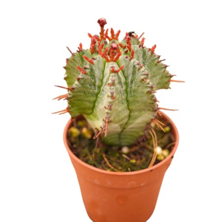 Vendita Euphorbia horrida | Il Cactus Africano Azzurro | MondoPiante