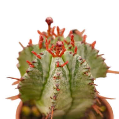 Vendita Euphorbia horrida | Il Cactus Africano Azzurro | MondoPiante