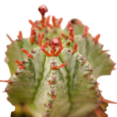 Vendita Euphorbia horrida | Il Cactus Africano Azzurro | MondoPiante