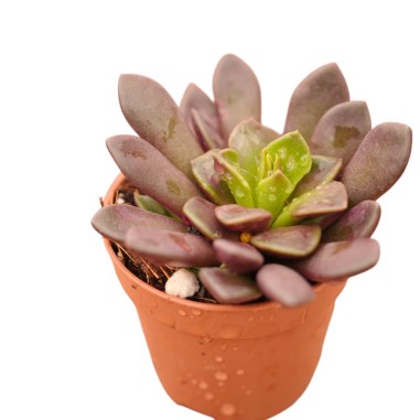 Vendita Pianta Grassa Anacampseros rufescens | MondoPiante