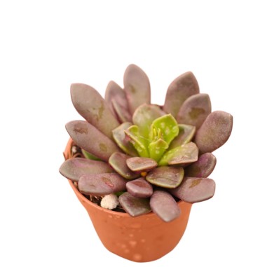 Vendita Pianta Grassa Anacampseros rufescens | MondoPiante