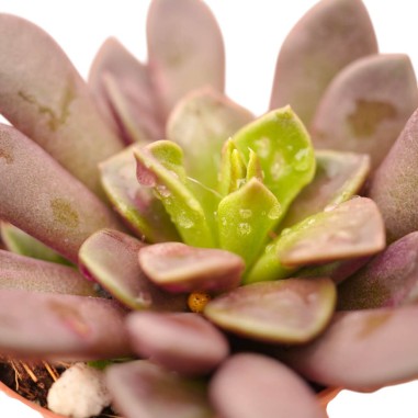 Vendita Pianta Grassa Anacampseros rufescens | MondoPiante