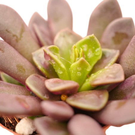 Vendita Pianta Grassa Anacampseros rufescens | MondoPiante